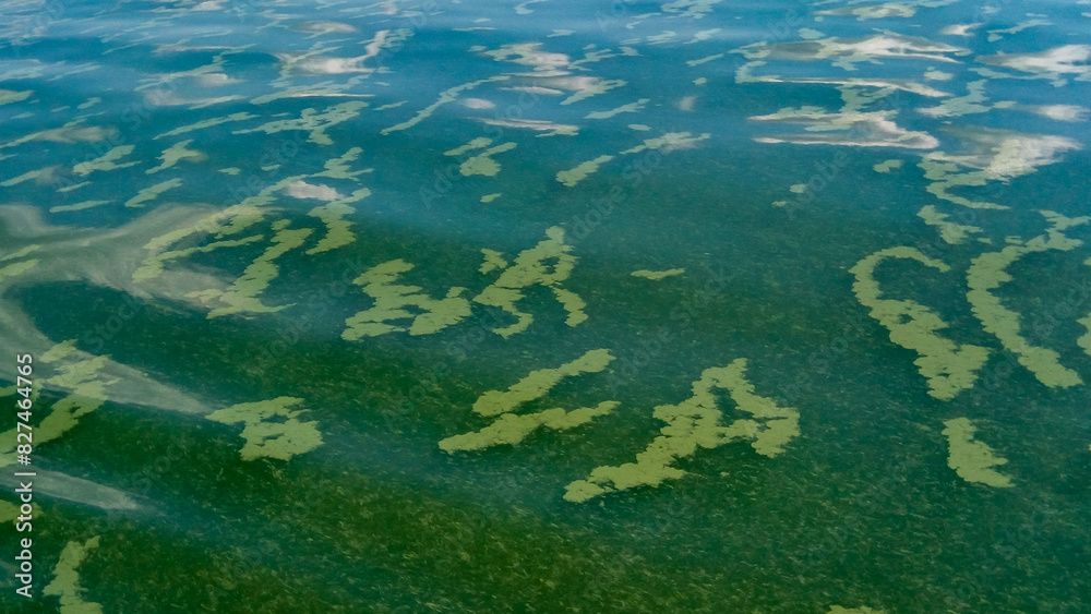 Algae float on the surface of the water in the Black Sea, a toxic blue-green algae (Nodularia spumigena) Algae float on the surface of the water in the Black Sea, a toxic blue-green algae (Nodularia spumigena)