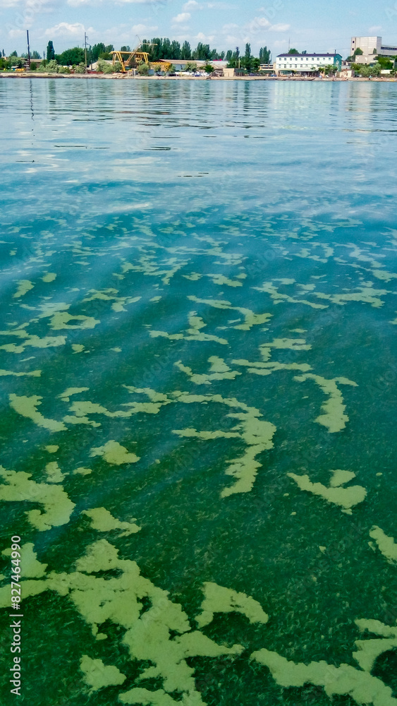 Algae float on the surface of the water in the Black Sea, a toxic blue-green algae (Nodularia spumigena)