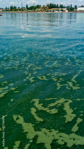 Algae float on the surface of the water in the Black Sea  a toxic blue-green algae  Nodularia spumigena 