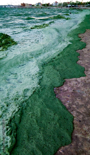 Storm washed up on the Black Sea a toxic blue-green algae (Nodularia spumigena) photo