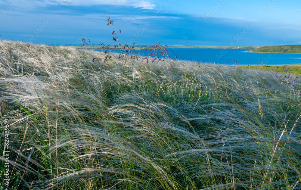 Ukrainian feather grass steppe, Bunchgrass species (Stipa capillata)