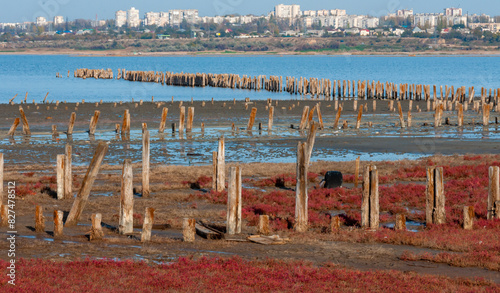 Self-settling salt on wooden logs. Hypersaline water in a drying lake, an environmental problem photo