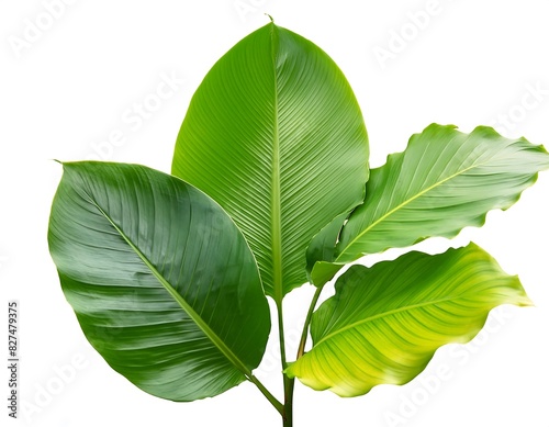 green leaves isolated on white