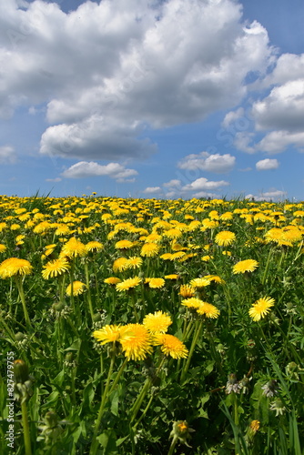 A field of dandelion flowers  Qu  bec  Canada