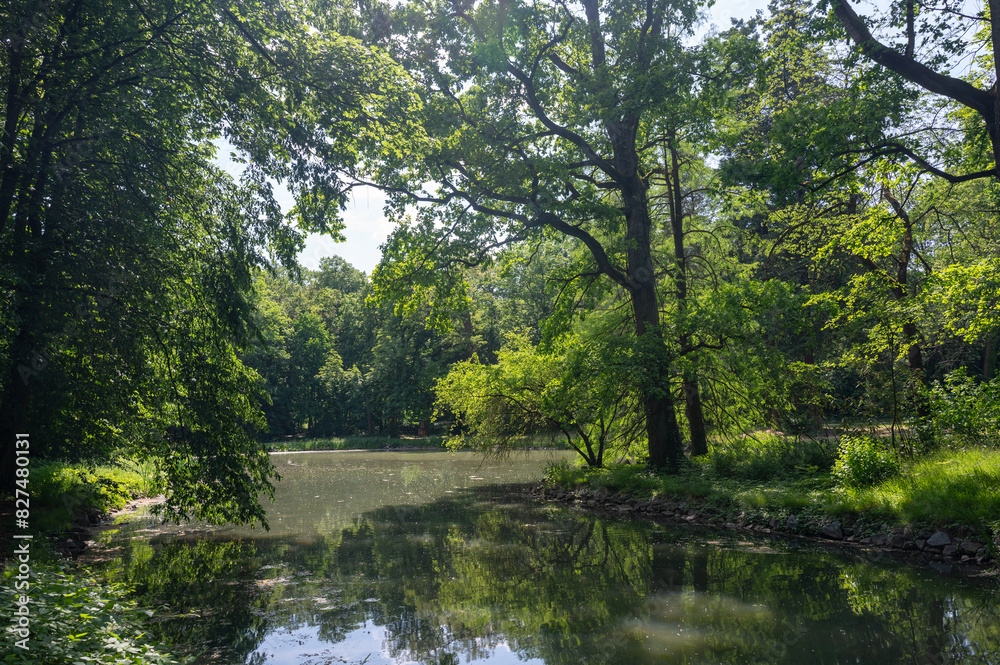 A lake in green nature with trees A lake in green nature with trees