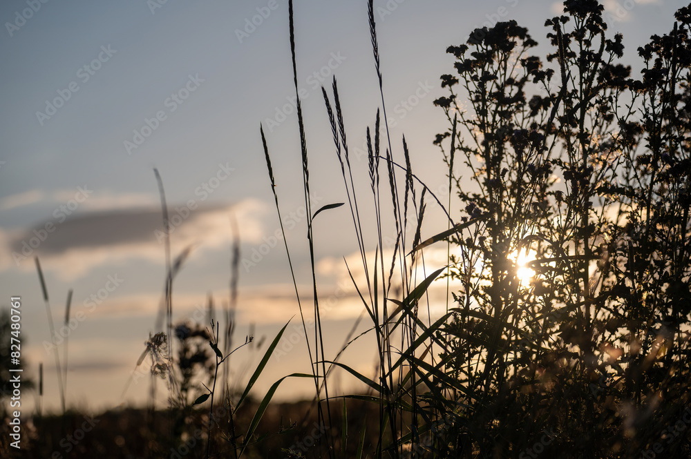 Plants in the light of the evening sun Plants in the light of the evening sun