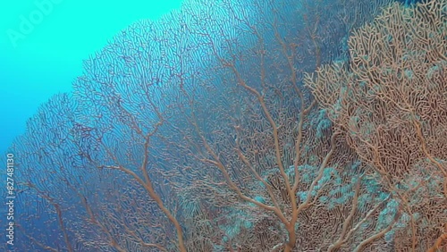 A large tree with brown leaves is in the water. The tree is surrounded by other trees and plants. The water is blue and clear photo