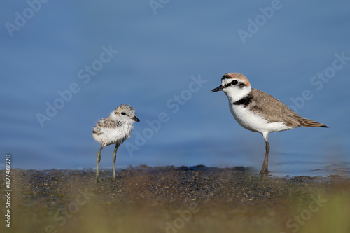 Kentish plover (Anarhynchus alexandrinus) chick shot in soft light on the shore of a blue estuary, close-up alone and with its male parent photo