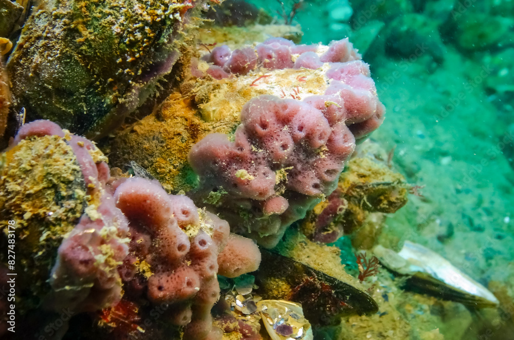 Naklejka premium Pink sea sponges Halichondria (Spongia) on the reefs in the Black Sea