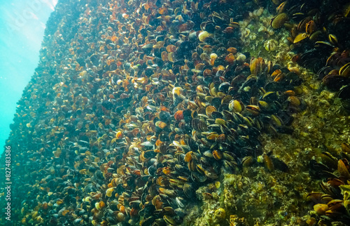 Mediterranean mussel (Mytilus galloprovincialis) on the seabed in the Black Sea photo