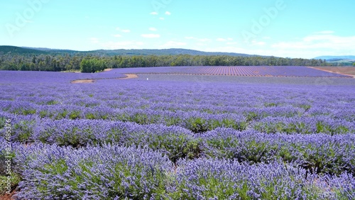 lavender fields with blue sky