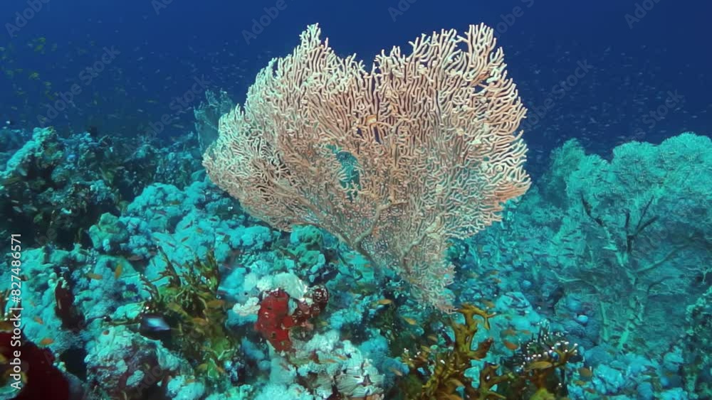 A coral reef with a large white plant in the foreground. The plant is surrounded by other plants and fish. The scene is peaceful and serene A coral reef with a large white plant in the foreground. The plant is surrounded by other plants and fish. The scene is peaceful and serene
