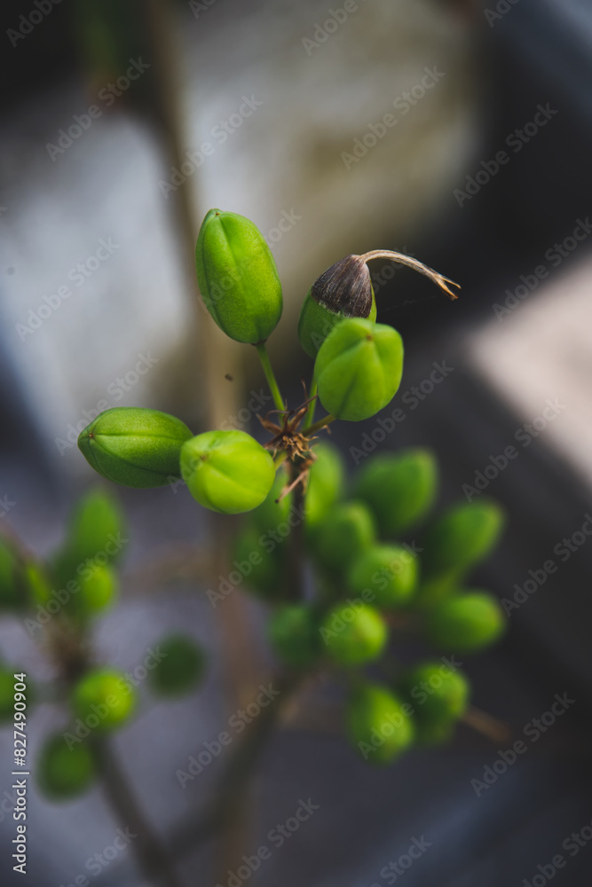 Fototapeta premium leaves and buds of a tree