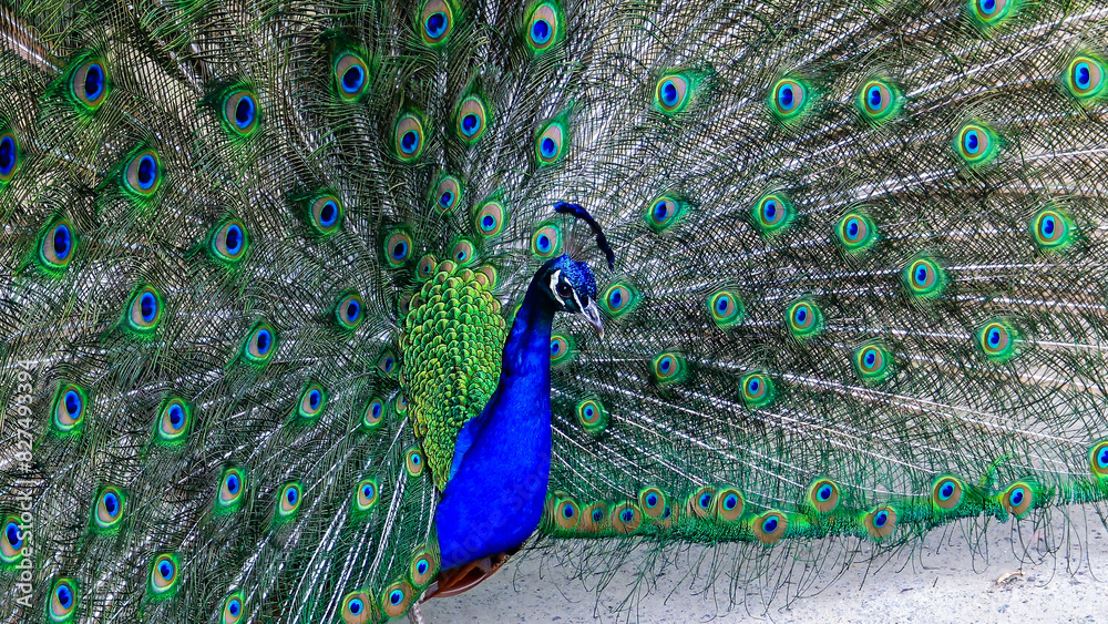 Naklejka premium The Indian blue peafowl, Peacock (Pavo cristatus), male with open bright tail plumage