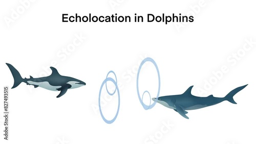 echolocation in dolphins, Dolphins hunt their prey by making high pitched sounds and listening for echoes, Dolphin emitting sonar , echolocation signals. Cetacean sends sonar signals sound waves photo