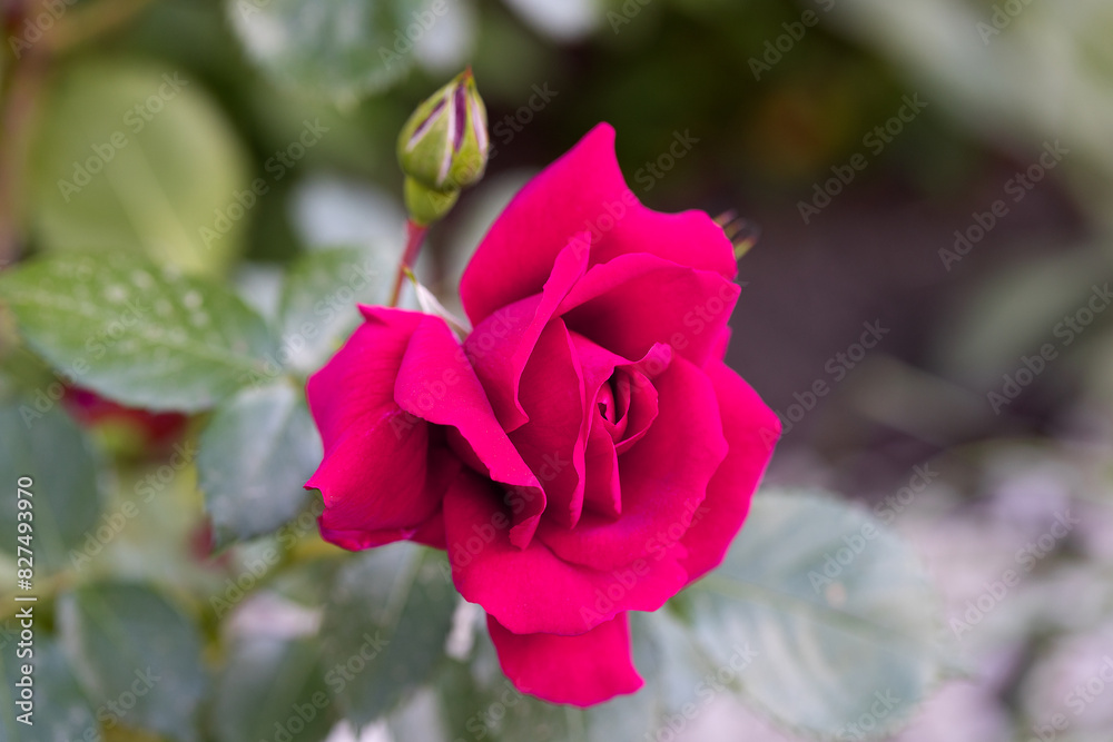 Red and white rose macro closeup. Rose is a flower of love, passion and romantic feelings. A symbolic flower for lovers, congratulations on the holiday and a declaration of love Red and white rose macro closeup. Rose is a flower of love, passion and romantic feelings. A symbolic flower for lovers, congratulations on the holiday and a declaration of love