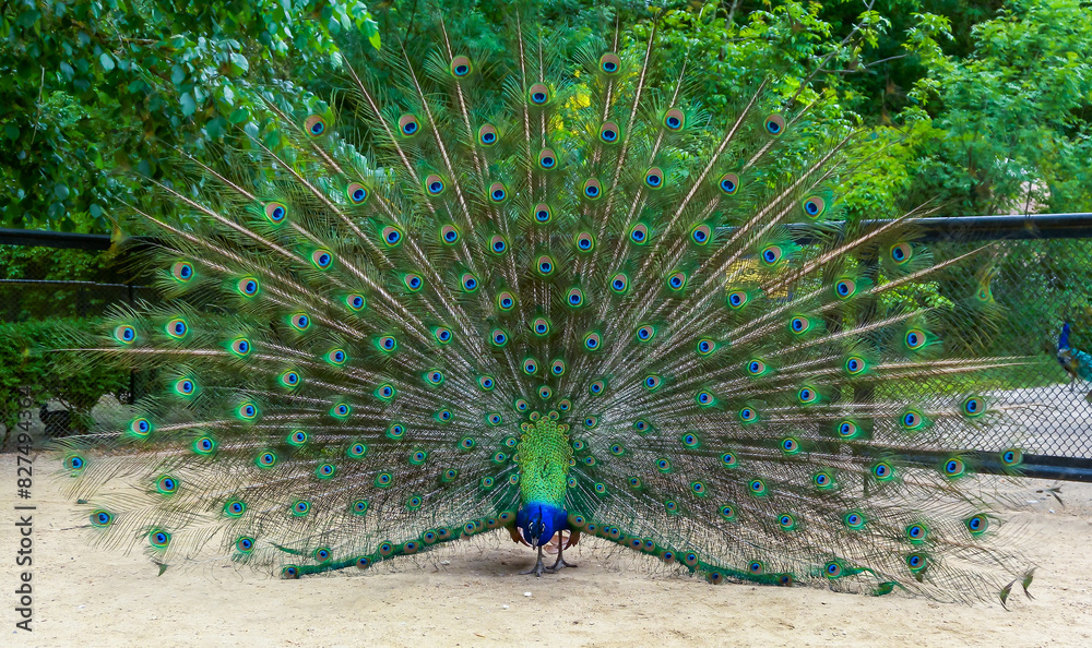 Obraz premium Indian blue peafowl (Pavo cristatus)