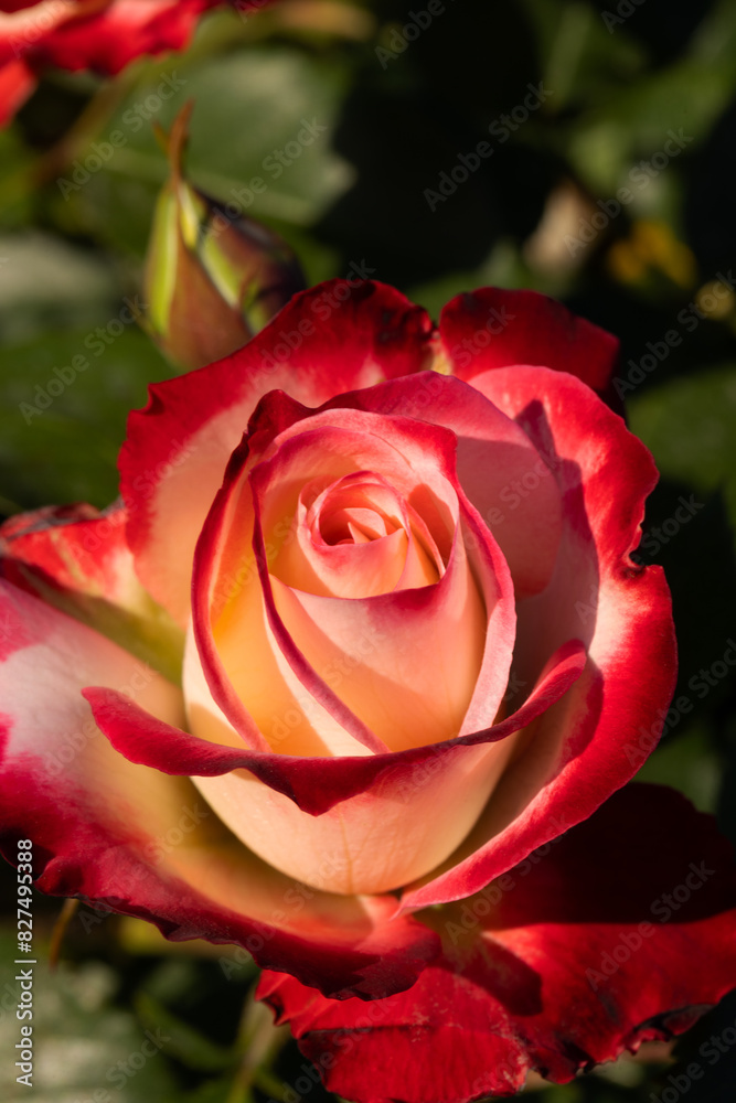 Red and white rose macro closeup. Rose is a flower of love, passion and romantic feelings. A symbolic flower for lovers, congratulations on the holiday and a declaration of love Red and white rose macro closeup. Rose is a flower of love, passion and romantic feelings. A symbolic flower for lovers, congratulations on the holiday and a declaration of love