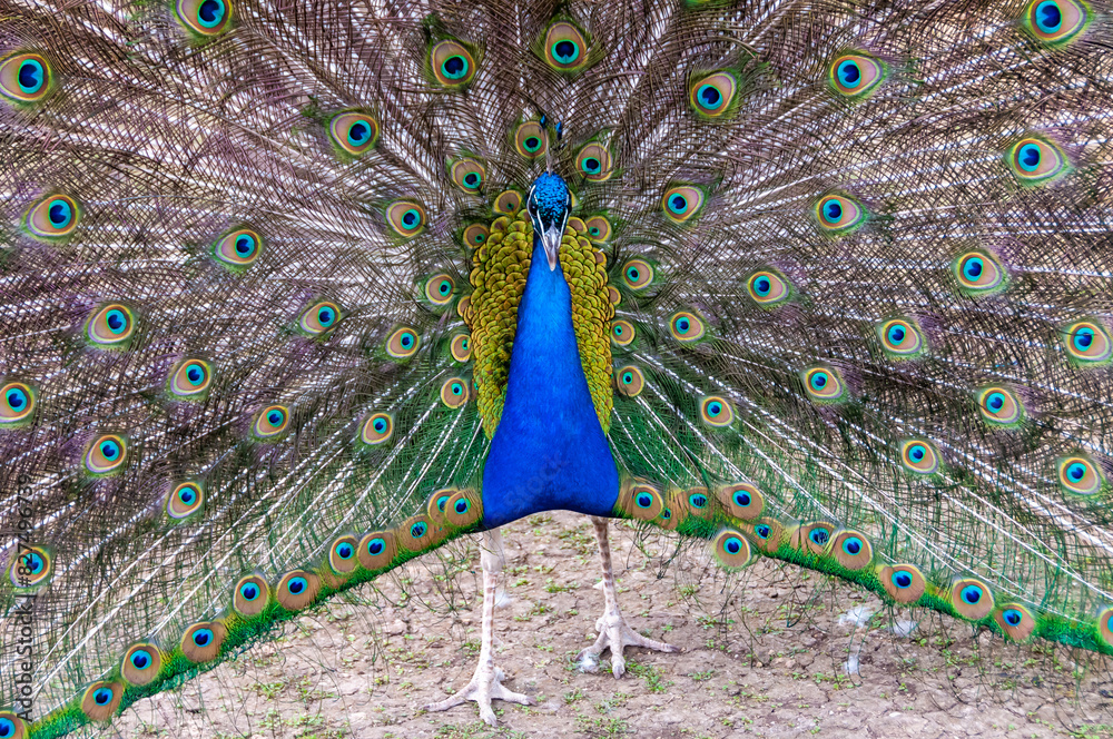 Obraz premium Indian blue peafowl (Pavo cristatus), adult male with open tail