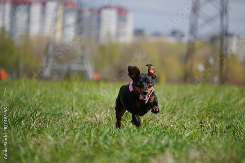 zwergpinscher portrait of a black dog