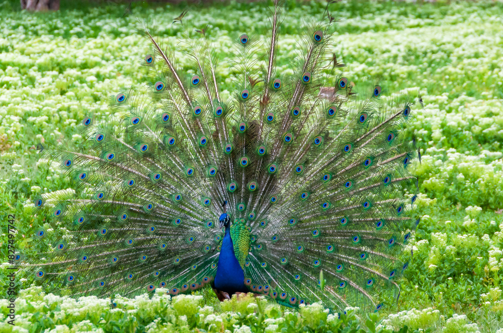 Obraz premium The Indian (or blue ) peafowl, peacock (Pavo cristatus), shows the females his open fluffy tail