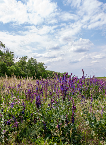 Salvia croak in the wind against the sky  Askania-Nova