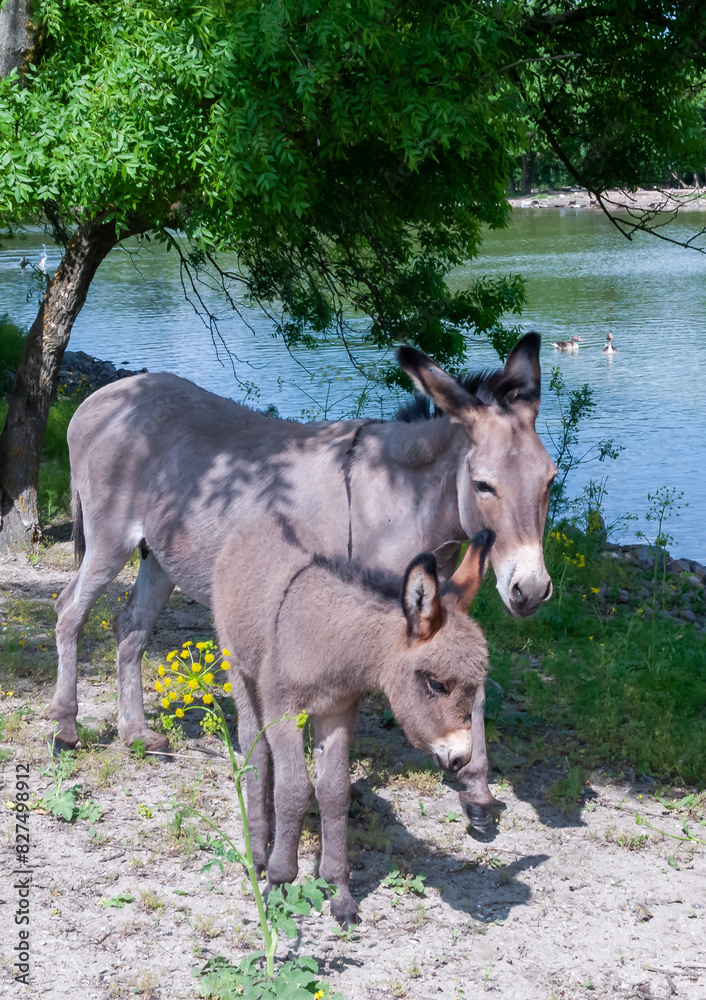 Domestic donkey walks freely in the zoo, Askania-Nova, Ukraine Domestic donkey walks freely in the zoo, Askania-Nova, Ukraine