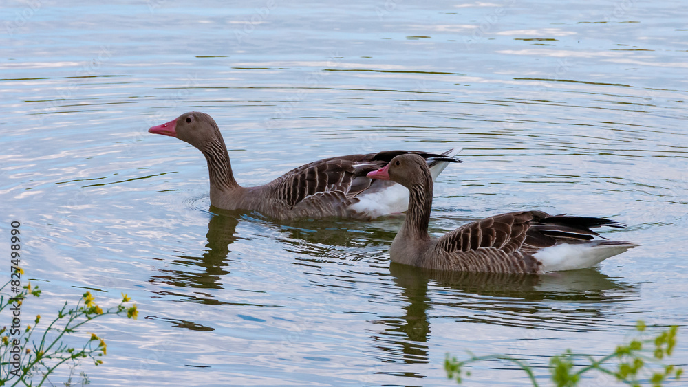 Fototapeta premium A gray goose swims along the lake. Askania-Nova