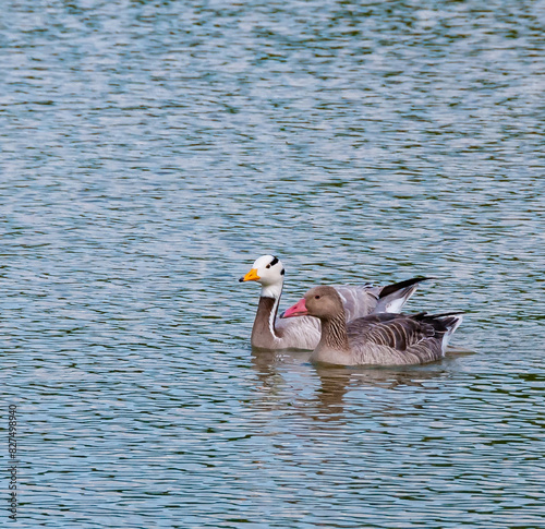 Brant floats on the water, reflection in the water, Askania-Nova photo