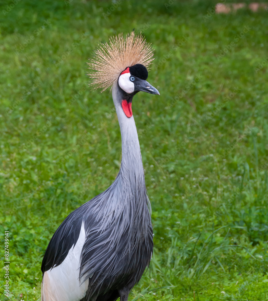 Fototapeta premium Close-up, The black crowned crane (Balearica pavonina), large bird on a background of green grass