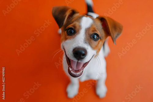 In a studio photo, a friendly Jack Russell terrier is captured pulling a funny face, radiating charm and playfulness. This portrait perfectly captures the lovable and humorous nature of the dog. 