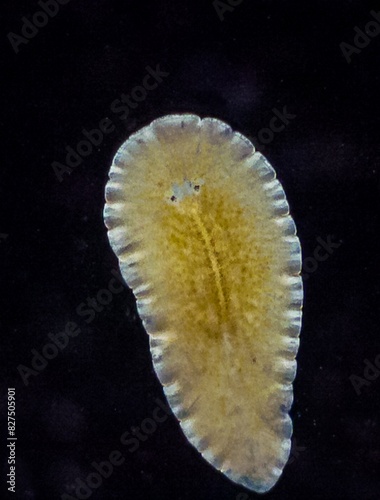 Marine flatworm - Planaria, crawling on the glass, Black Sea photo