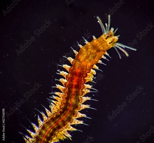 Marine polychaete worm Nereis. Black Sea