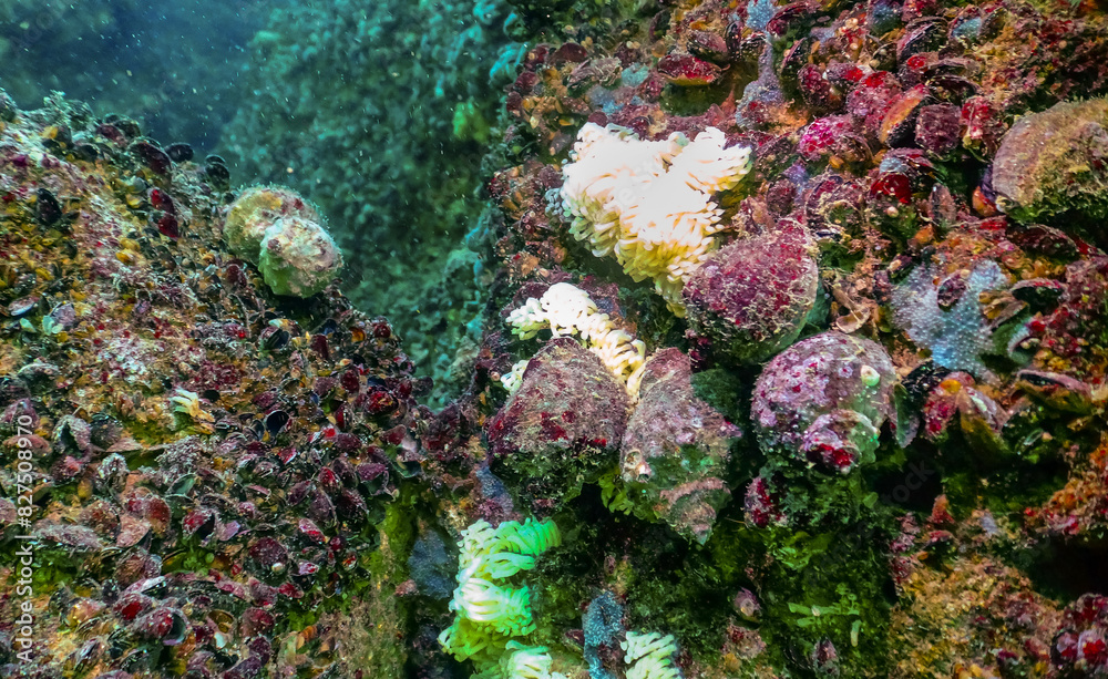 Cocoons of the predatory mollusk Rapana venosa, the invader in the Black Sea Cocoons of the predatory mollusk Rapana venosa, the invader in the Black Sea