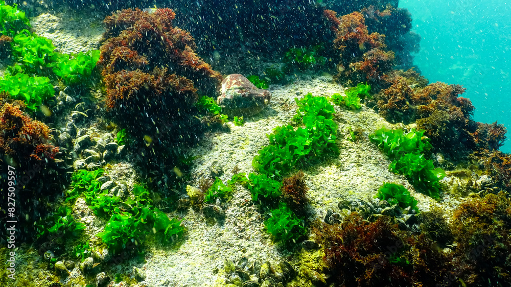 Green and brown algae on underwater rocks near the village of Tyulenovo, Bulgaria