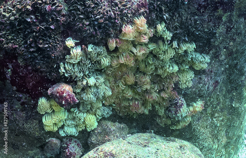 Cocoons of the predatory mollusk Rapana venosa, the invader in the Black Sea photo