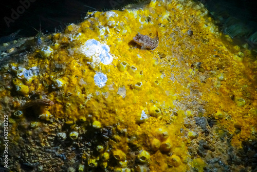 Sea sponges in underwater caves in Bulgaria, Fauna of the Black Sea photo