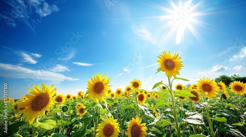 Golden Sunflower Field  Bright and Vibrant Nature Landscape with Blue Sky