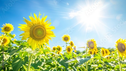 A vast field of vibrant sunflowers stretching towards the bright sun in a clear blue sky  their golden petals glowing in the sunlight  creating a picturesque and uplifting scene.