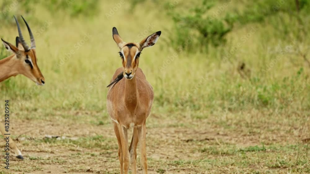 Herd of african antelopes feeding in natural habitat in wilderness, Mountain Zebra National Park, South Africa. Kudu closeup portrait. Safari in Serengeti . Amazing shot of african mammal animals Herd of african antelopes feeding in natural habitat in wilderness, Mountain Zebra National Park, South Africa. Kudu closeup portrait. Safari in Serengeti . Amazing shot of african mammal animals