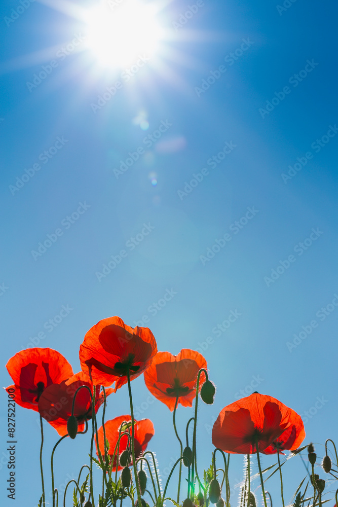 Obraz premium Vertical Red poppy blossoms with blue sky in the background. Field of Poppies in backlight with large copy space. Beautiful poppy field, summer flowers.