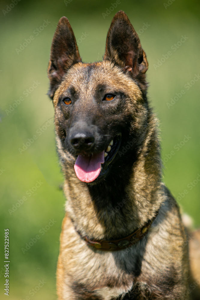 Porter Malinois close up Porter Malinois close up