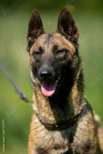 Porter Malinois close up