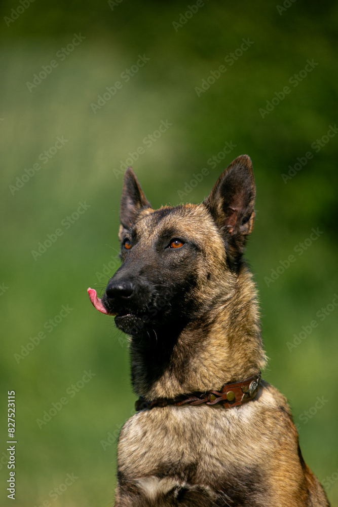 Porter Malinois close up Porter Malinois close up