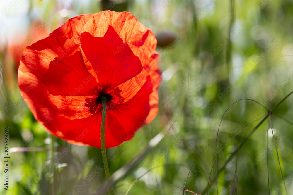 Horizontal Red poppy blossoms with green blurry background. Close up of a red poppy. Beautiful poppy field, summer flowers. Horizontal Red poppy blossoms with green blurry background. Close up of a red poppy. Beautiful poppy field, summer flowers.