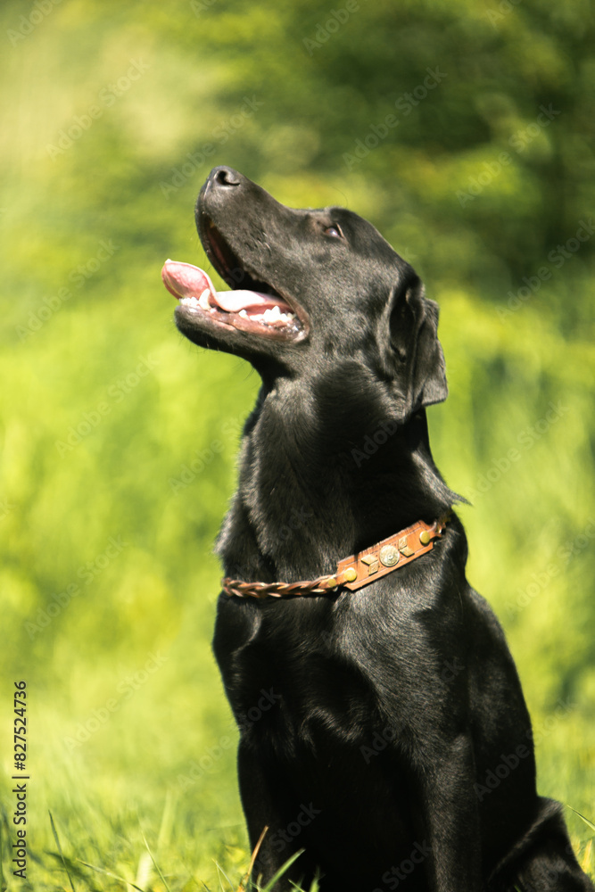 black labrador retriever dog black labrador retriever dog