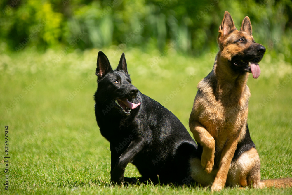 german shepherd dog on grass