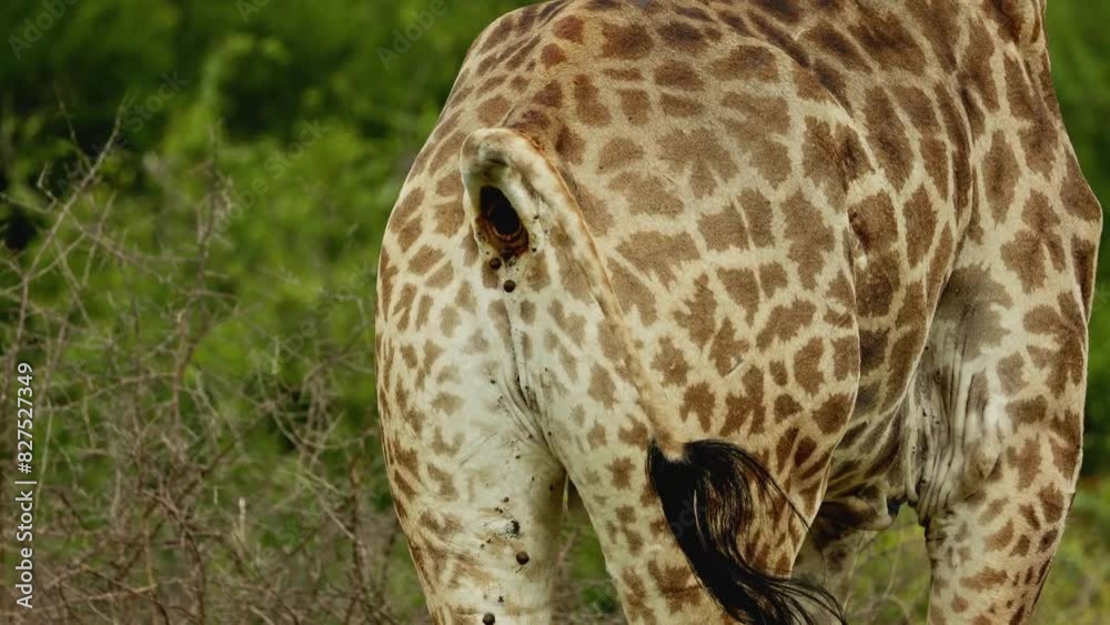 Footage Of Wild African Giraffe Herd Butt Pooping In Savannah Process footage-of-wild-african-giraffe-herd-butt-pooping-in-savannah-process
