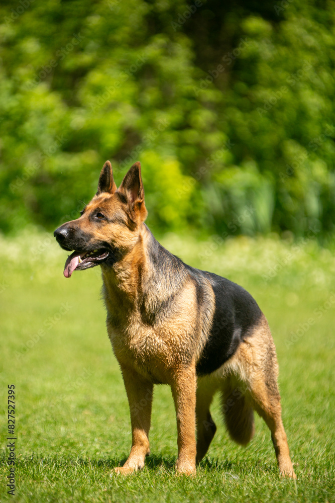 german shepherd dog on grass