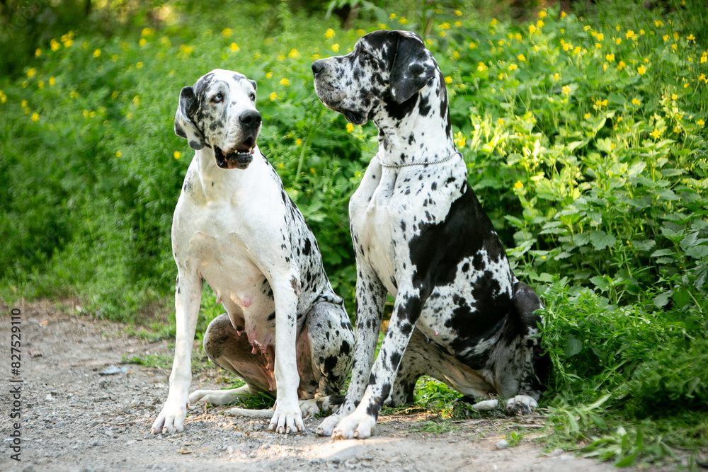 great dane dog great dane dog
